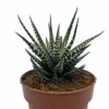Haworthiopsis Attenuata Cactus Y Suculentas M8,5 cm Ø