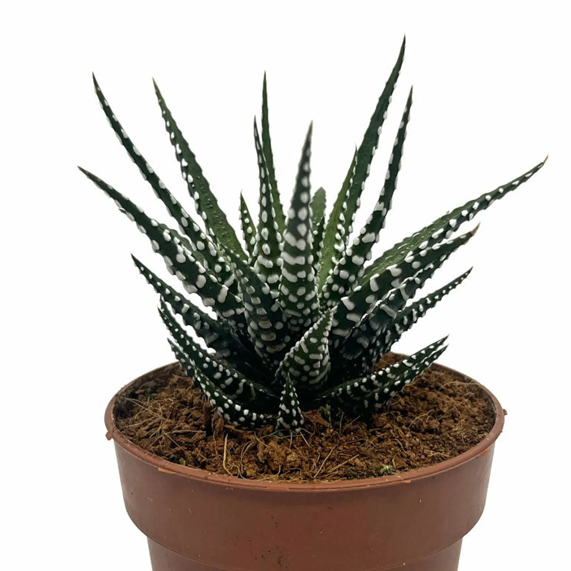 Haworthiopsis Attenuata Cactus Y Suculentas M8,5 cm Ø