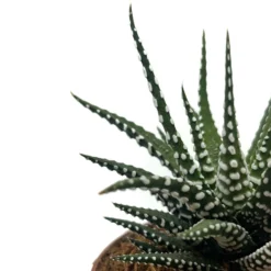 Haworthiopsis Attenuata Cactus Y Suculentas M8,5 cm Ø