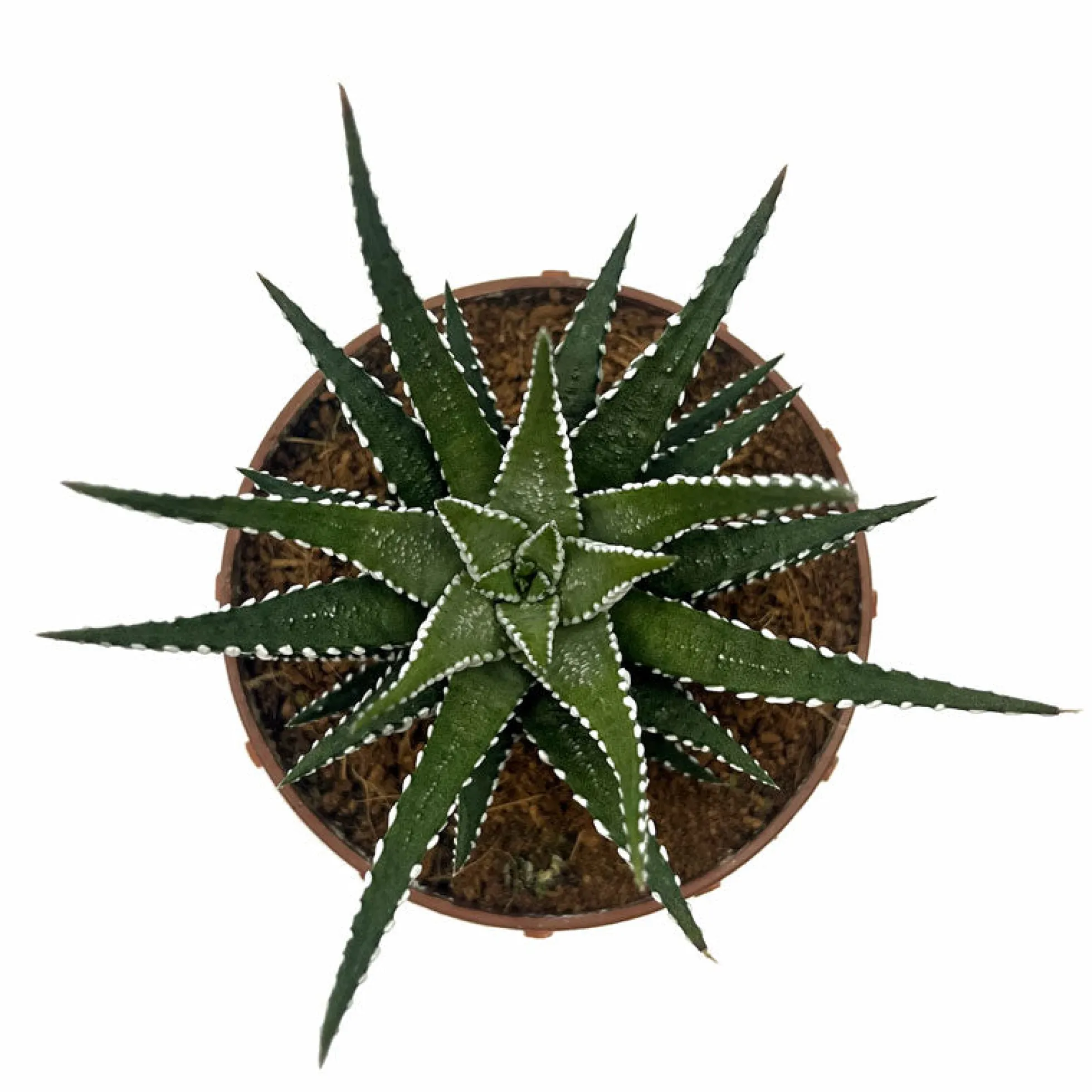 Haworthiopsis Attenuata Cactus Y Suculentas M8,5 cm Ø
