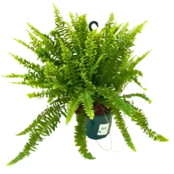 Helecho Boston Planta De Interior O Sombra (nephrolepis Exaltata) Maceta 15cm