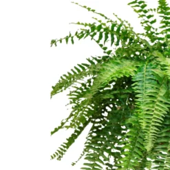 Helecho Boston Planta De Interior O Sombra (nephrolepis Exaltata) Maceta 15cm