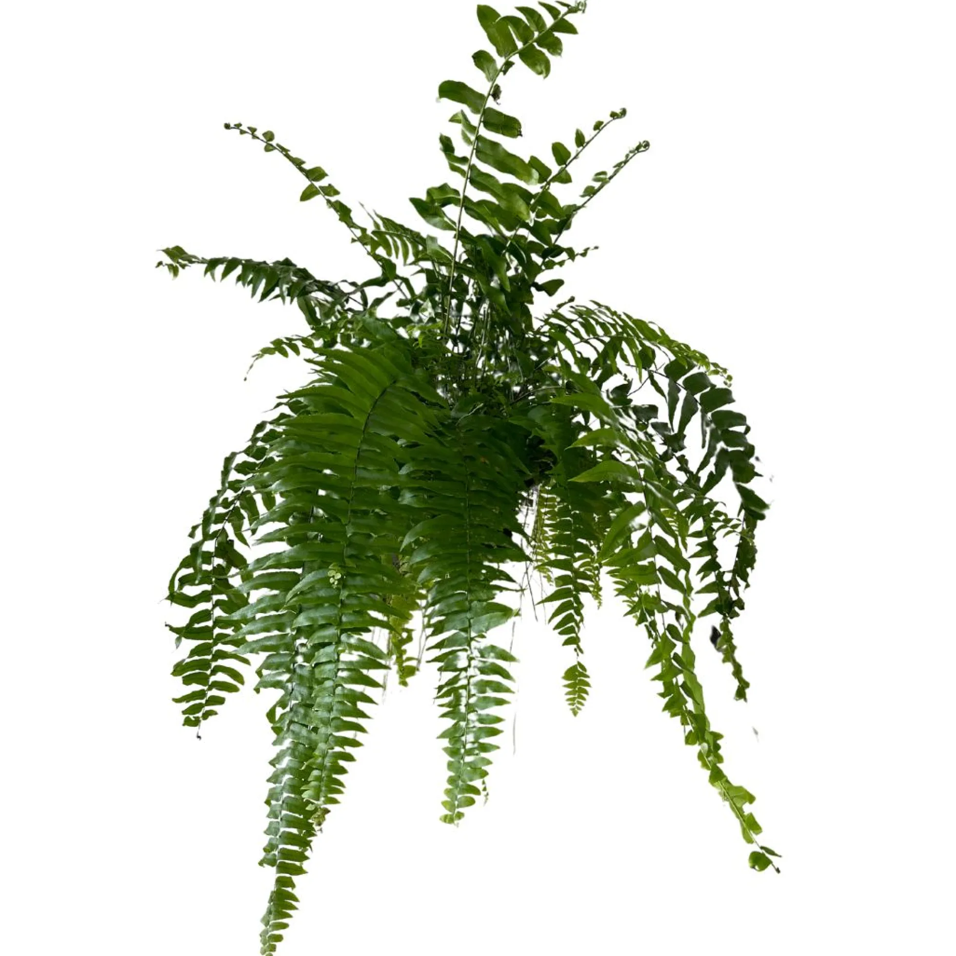 Helecho Macho Planta De Sombra O Interior Maceta 15cm