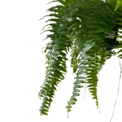 Helecho Macho Planta De Sombra O Interior Maceta 15cm