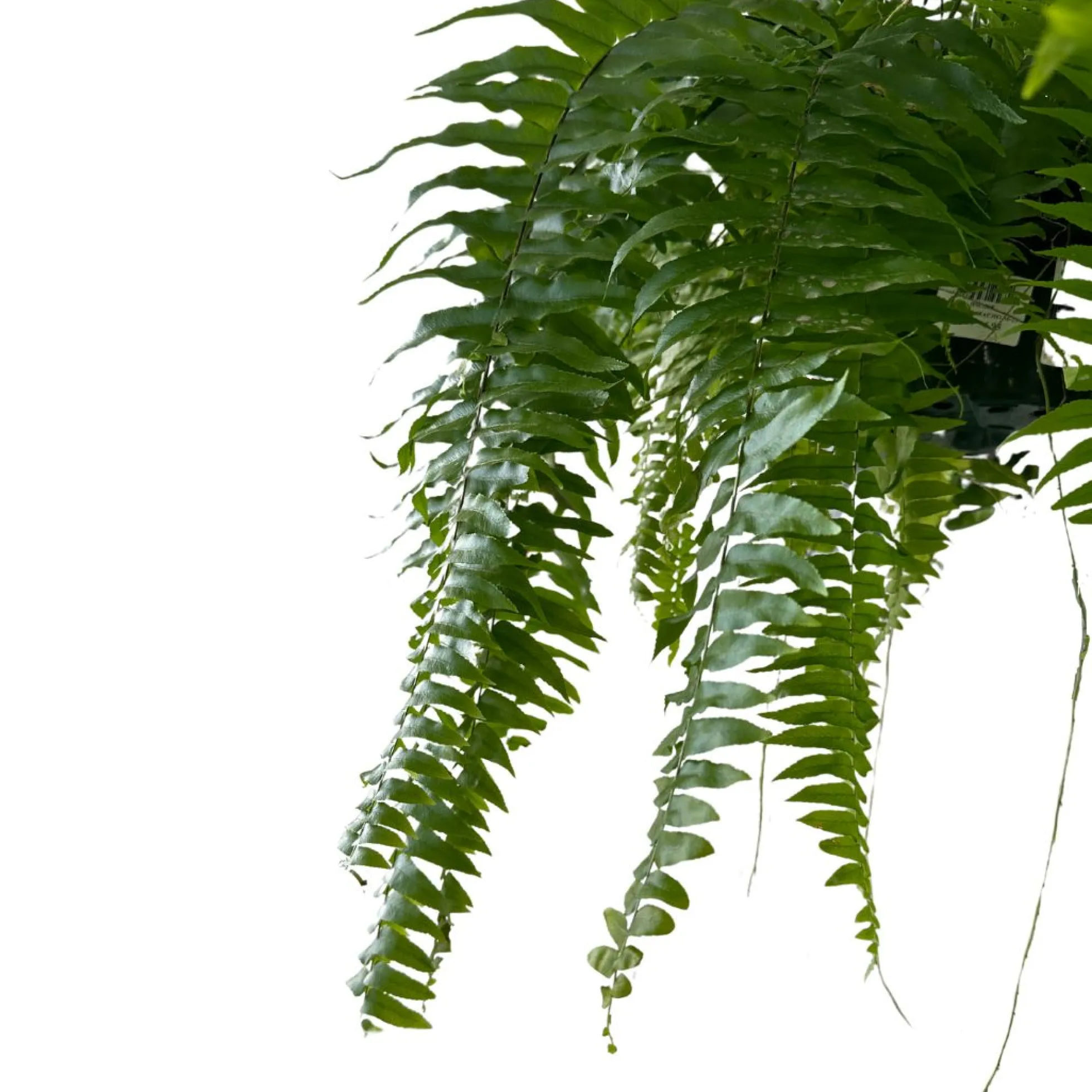 Helecho Macho Planta De Sombra O Interior Maceta 15cm