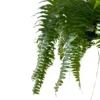 Helecho Macho Planta De Sombra O Interior Maceta De 23cm