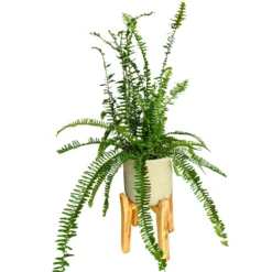 Helecho Nephrolepis Cordata O Helecho Espada El Helecho Más Común Y Resistente M14