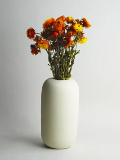 Helichrysum Flor Seca