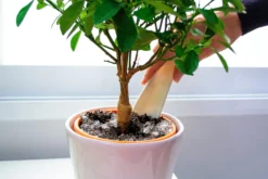 Hidrogel Para Plantas | Water Plants 500g | Perlas Retenedoras De Agua Para Reducir La Frecuencia De Riego