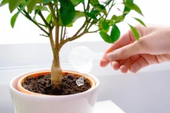 Hidrogel Para Plantas | Water Plants 500g | Perlas Retenedoras De Agua Para Reducir La Frecuencia De Riego