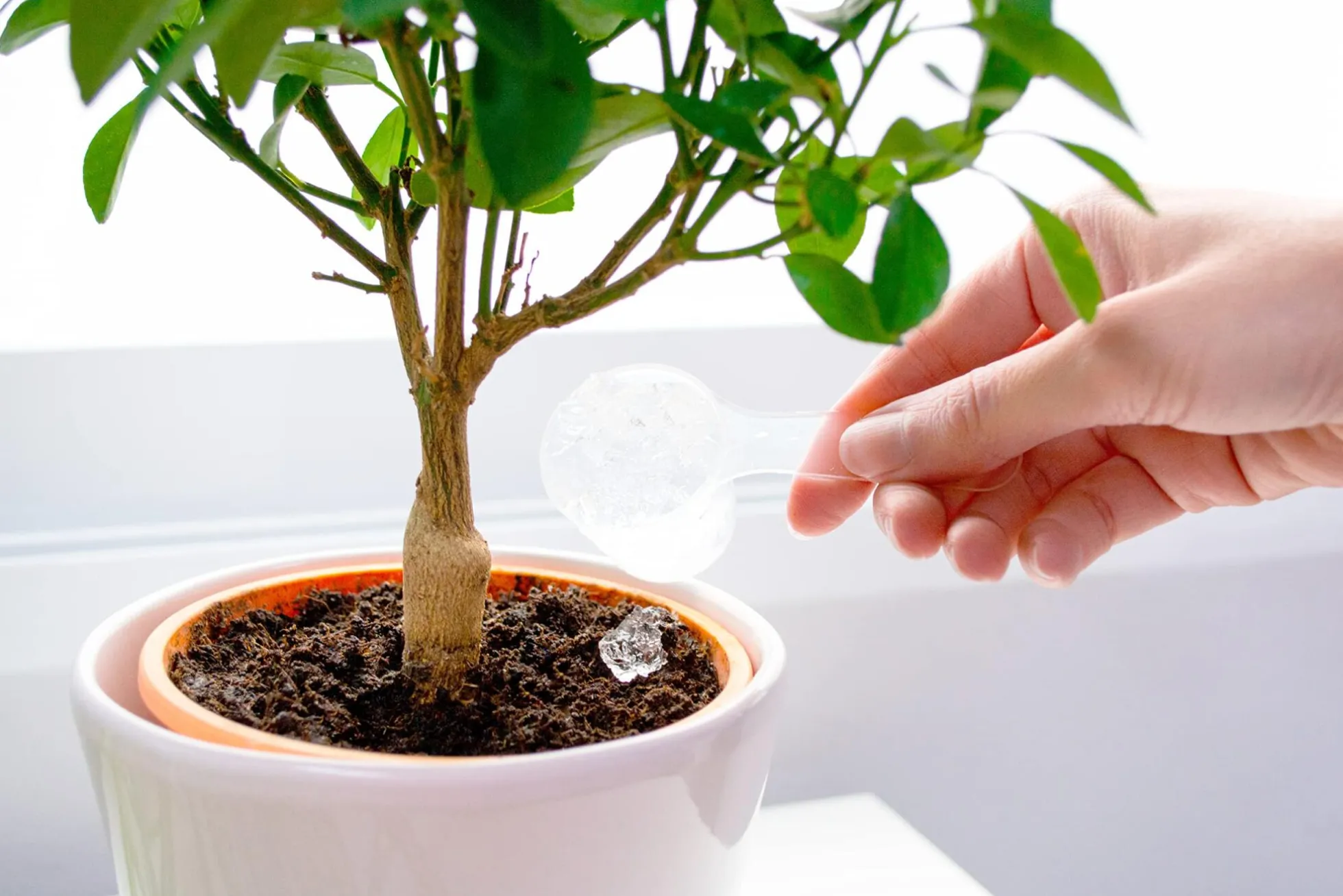 Hidrogel Para Plantas | Water Plants 500g | Perlas Retenedoras De Agua Para Reducir La Frecuencia De Riego