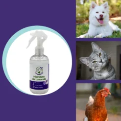 Hidrolato de Lavanda – Agua Aromática Natural para Limpieza, Relajación y Protección de Tus Mascotas - 250 ml