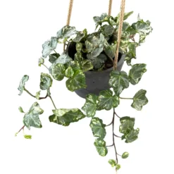 Hiedra Colgante Planta De Interior Y Exterior (hedera Spp.)
