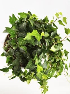 Hiedra O Hedera Colgante | Largo 110cm - Diámetro 24cm