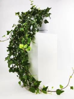Hiedra O Hedera Colgante | Largo 110cm - Diámetro 24cm