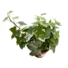 Hiedra Planta De Interior Y Exterior (hedera Spp.)