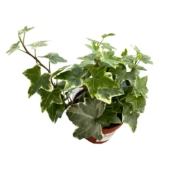 Hiedra Planta De Interior Y Exterior (hedera Spp.)