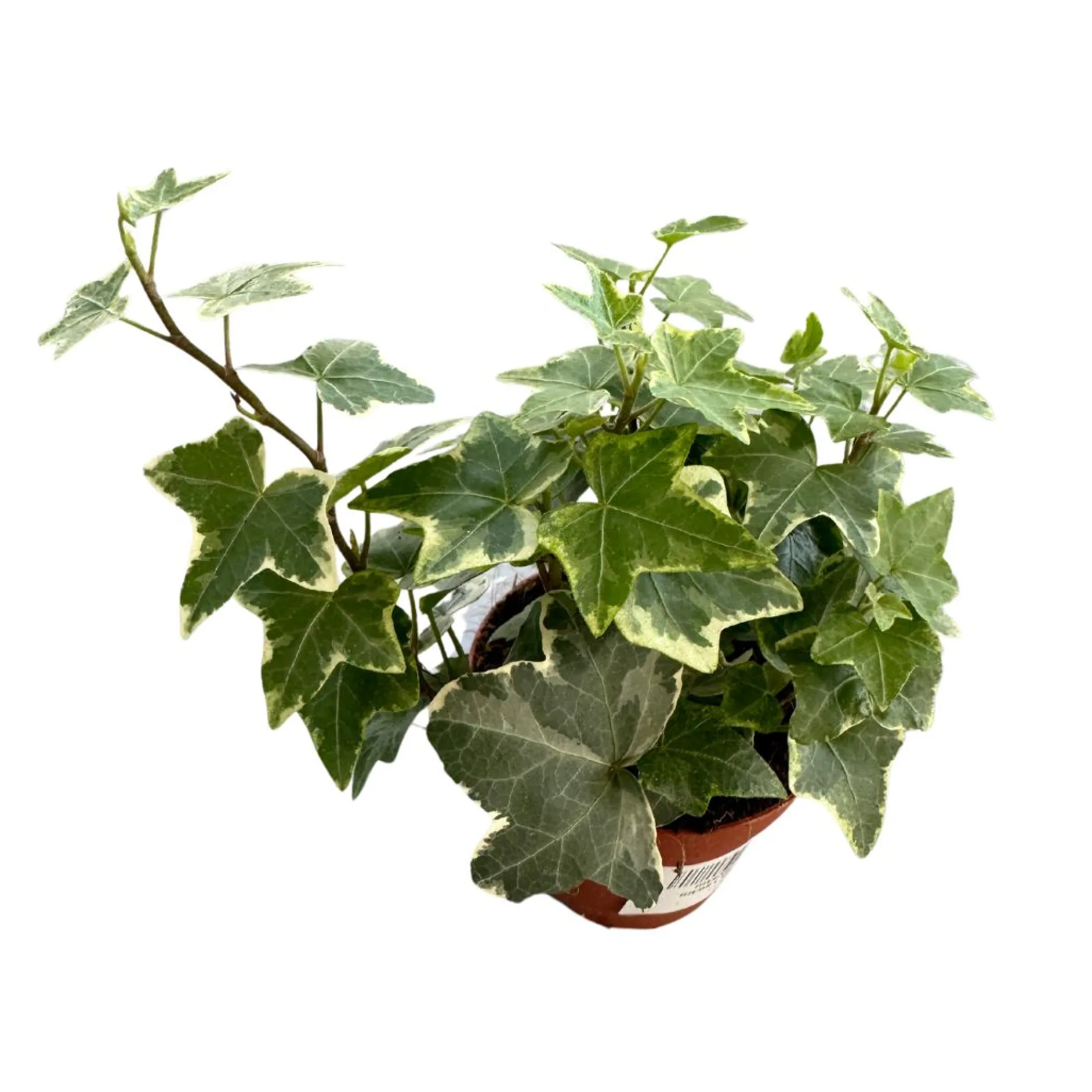 Hiedra Planta De Interior Y Exterior (hedera Spp.)