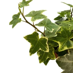 Hiedra Planta De Interior Y Exterior (hedera Spp.)