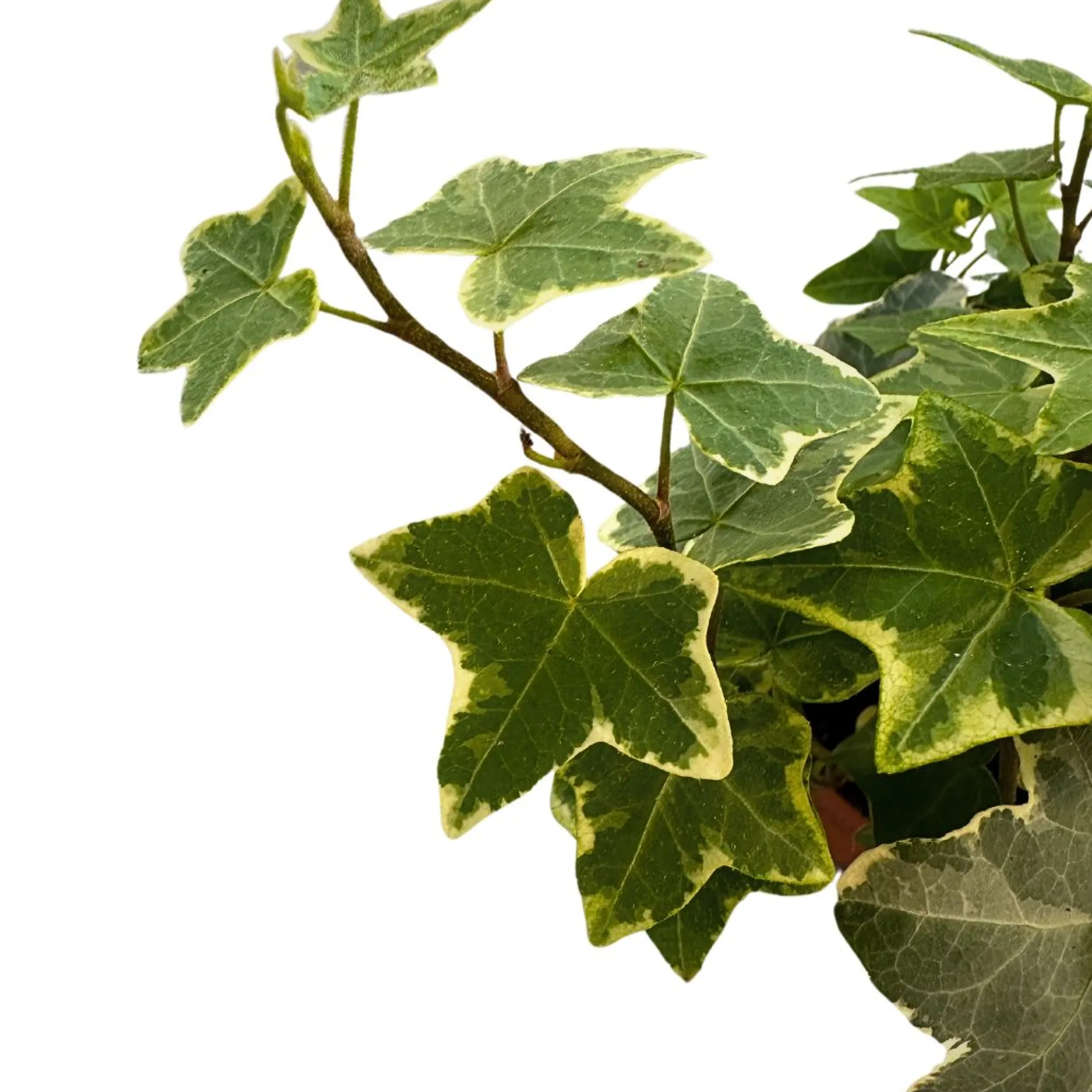 Hiedra Planta De Interior Y Exterior (hedera Spp.)