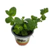 Hierbabuena Planta Aromática Y Medicinal (mentha Spicata) Maceta 14cm