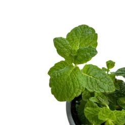 Hierbabuena Planta Aromática Y Medicinal (mentha Spicata) Maceta 14cm