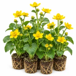 Hierba Centella - Caltha Palustris - 12 Plantas