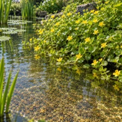 Hierba De La Moneda - Lysimachia Nummularia - 12 Plantas