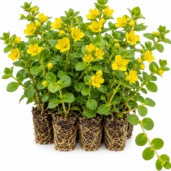 Hierba De La Moneda - Lysimachia Nummularia - 12 Plantas