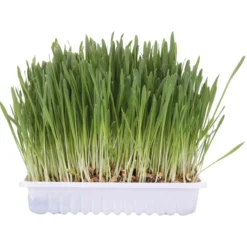 Hierba Gatos con Bandeja Trixie 100 g