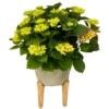 Hortensia Colores Variados M20