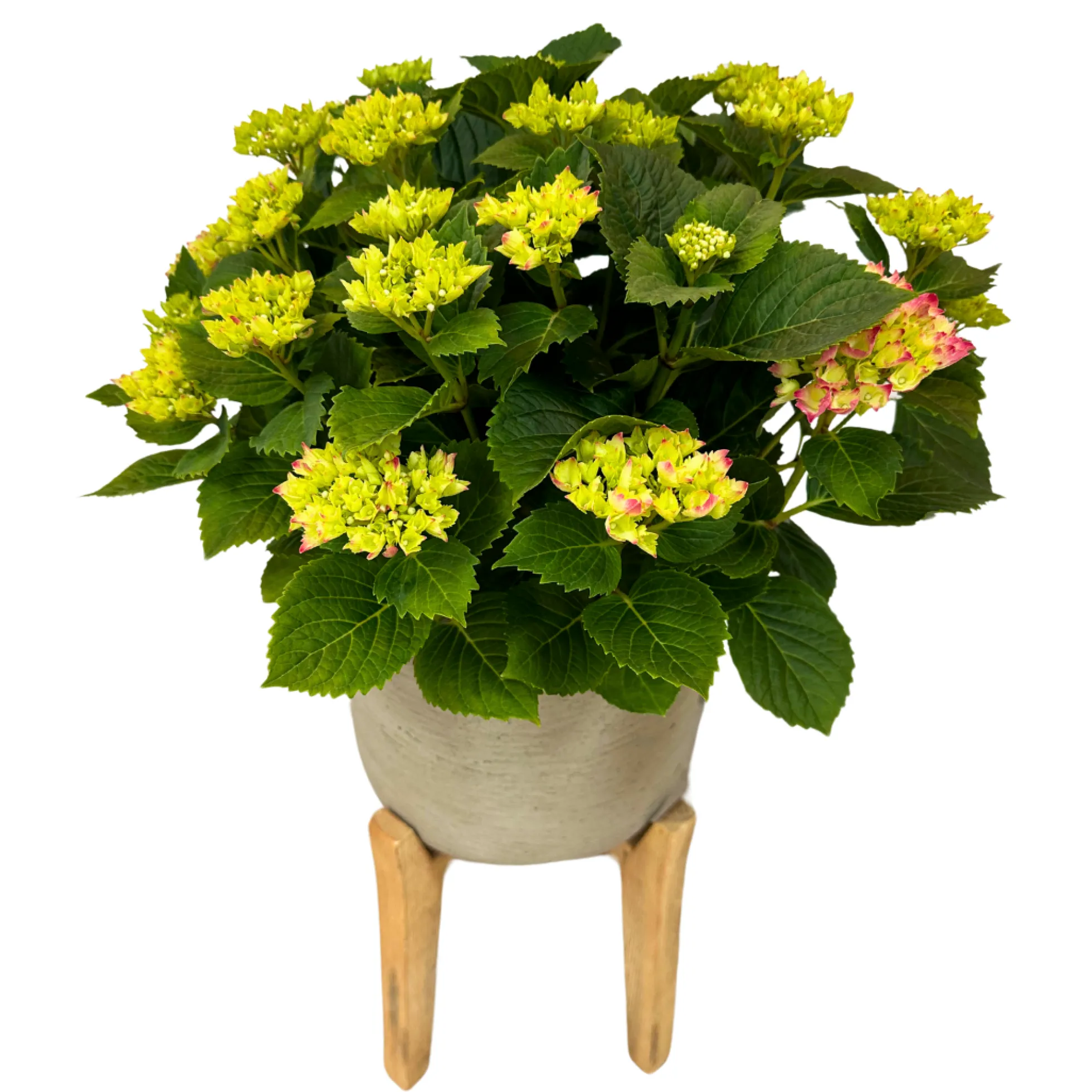 Hortensia Colores Variados M20