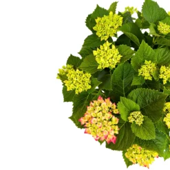 Hortensia Colores Variados M20
