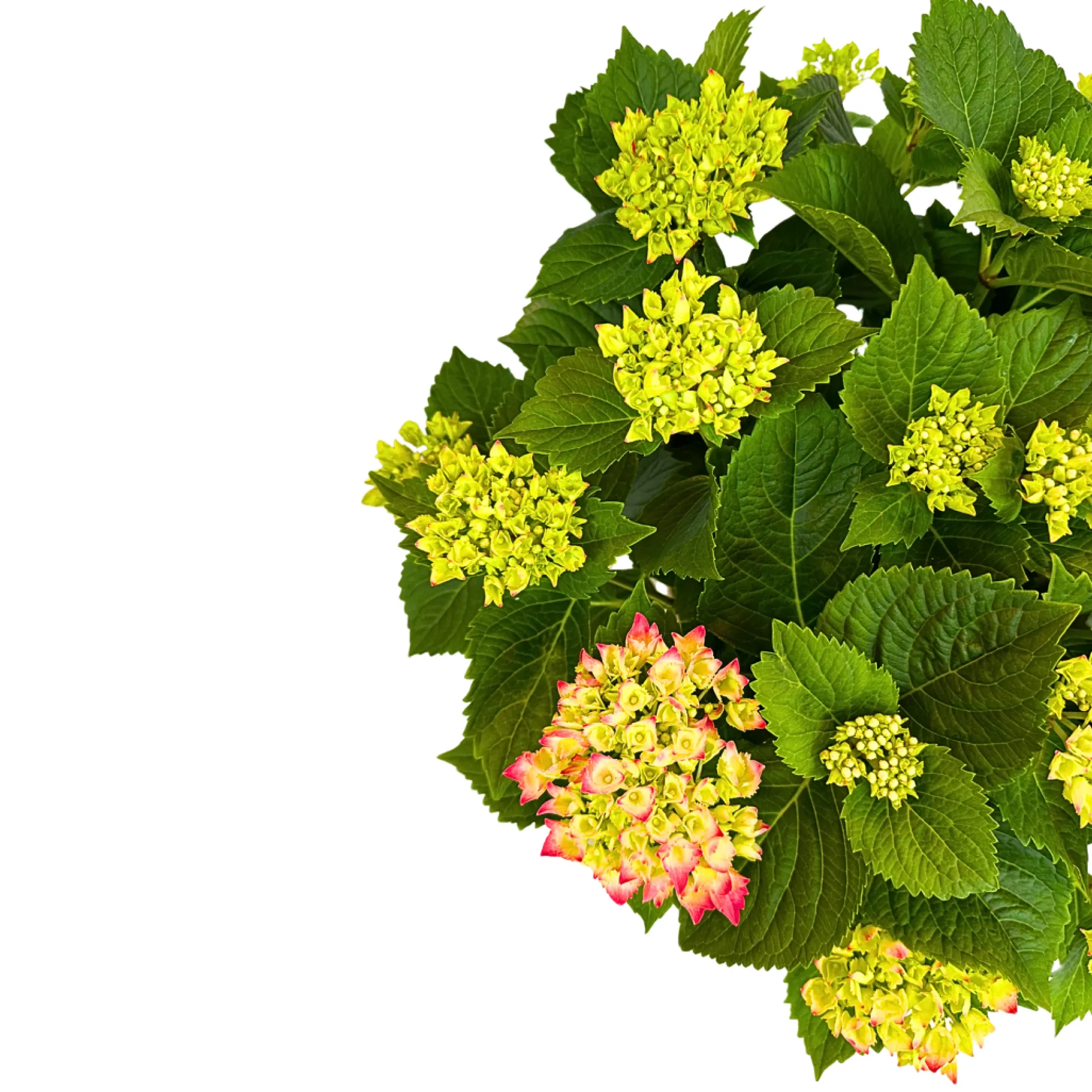 Hortensia Colores Variados M20