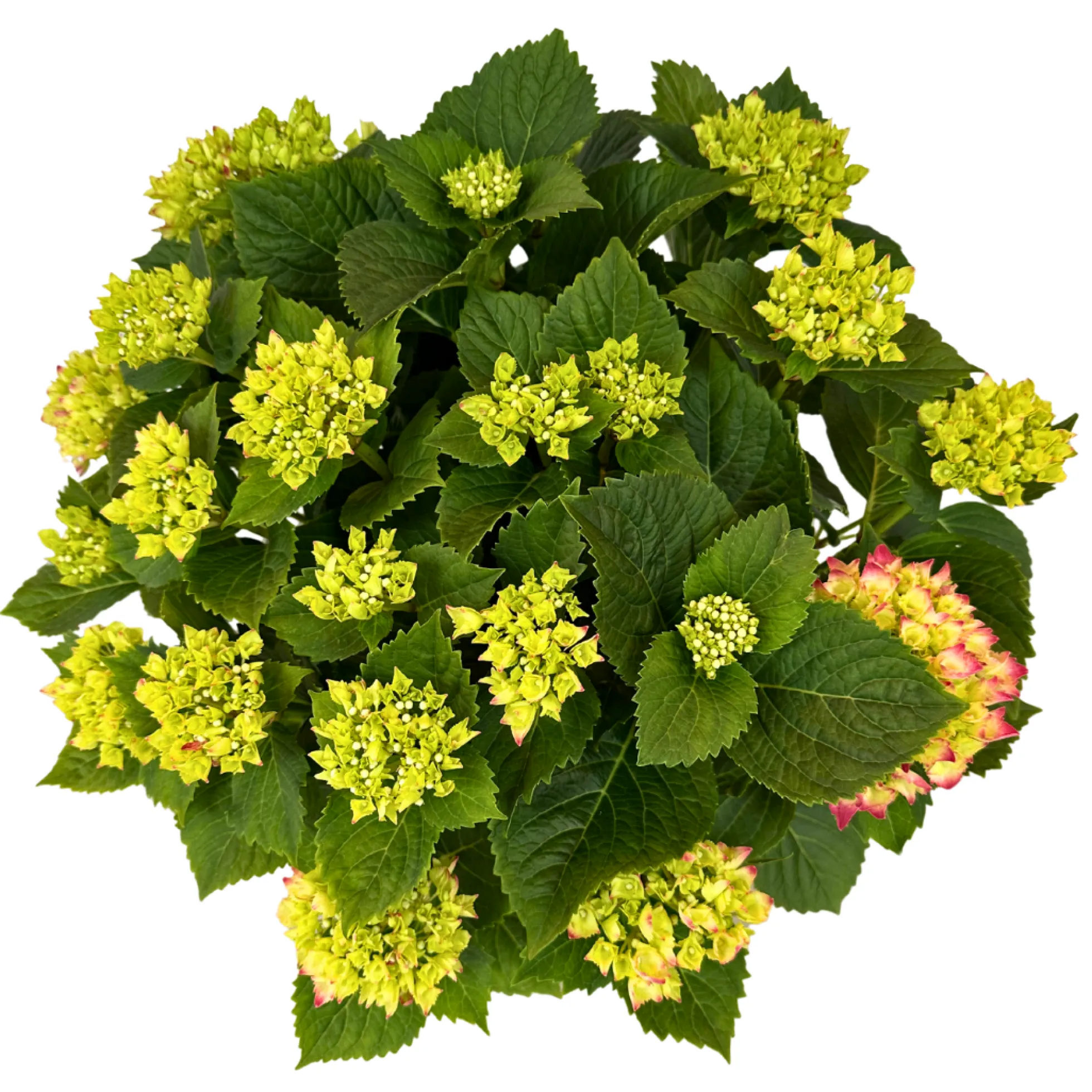 Hortensia Colores Variados M20