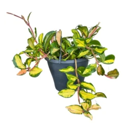 Hoya Carnosa Mix, La Planta De La Flor De Cera Colgante