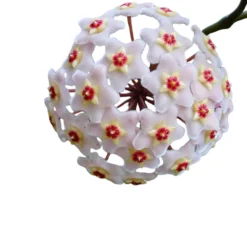 Hoya Carnosa Mix, La Planta De La Flor De Cera Colgante