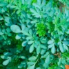 4 Jabón Esotérico Natural Ruda 90g: Abre Caminos, Limpia Energías, Elimina Negatividad, Protege Mal De Ojo, Atrae Suerte