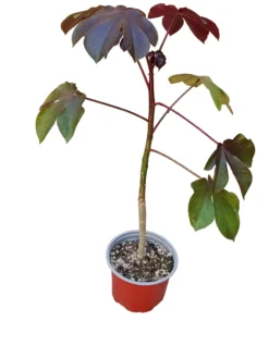 Jatropha Gossypiifolia Planta Suculenta Natural Ø13