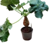 Jatropha Podagrica Planta Suculenta Rara Ø12