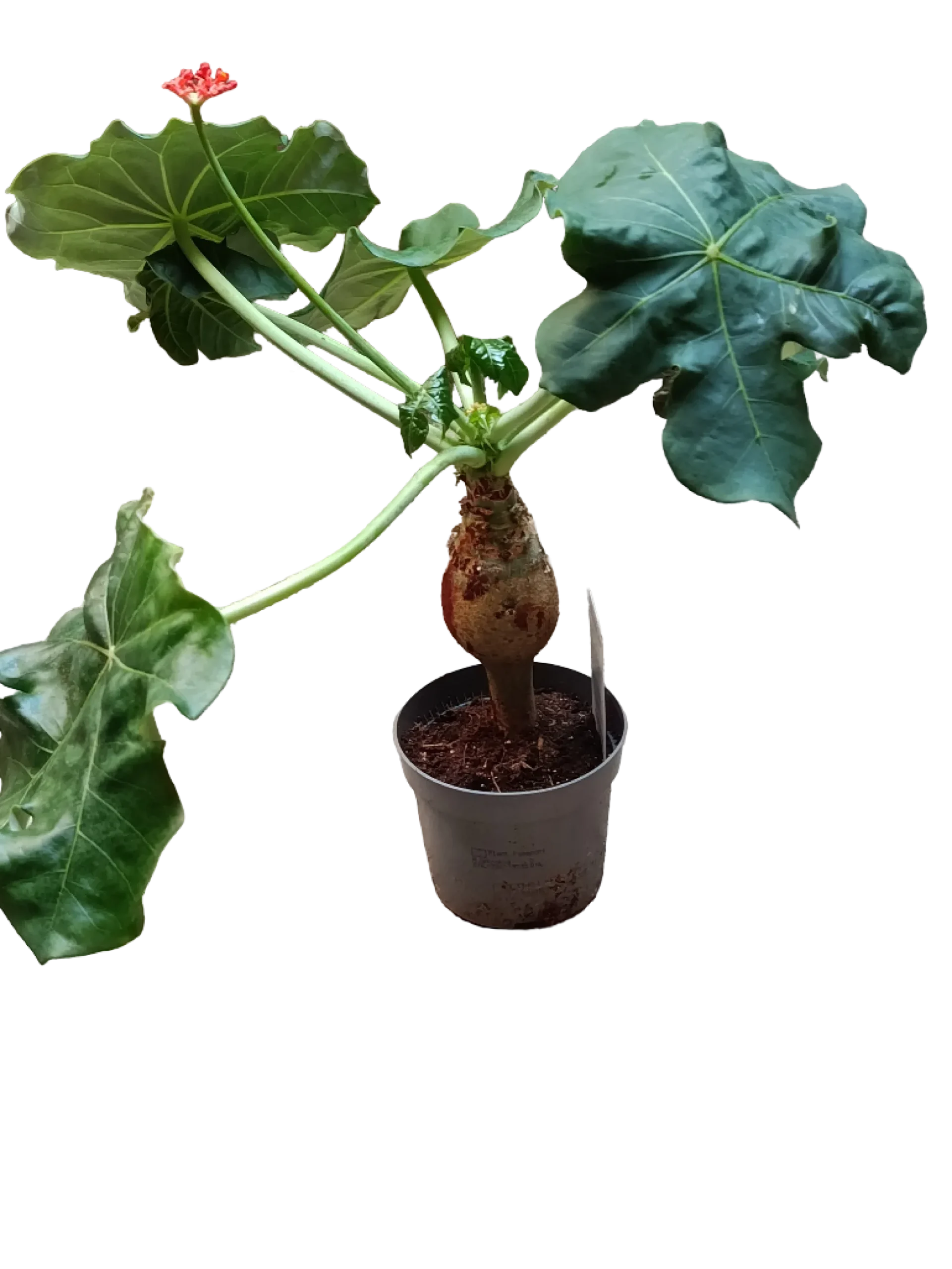 Jatropha Podagrica Planta Suculenta Rara Ø12