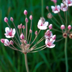 Junco Floreciente Butomus Umbellatus Estanque - Set 4 Plantas Con Cesta Sustrato