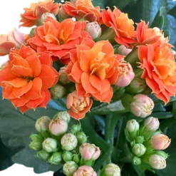 Kalanchoe Flor De La Fortuna (kalanchoe Blossfeldiana) Maceta De 10,5cm