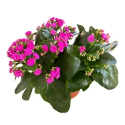 Kalanchoe Flor De La Fortuna (kalanchoe Blossfeldiana) Maceta De 9cm