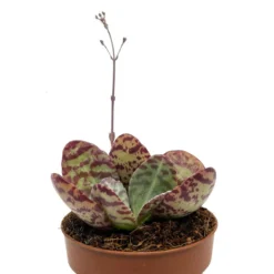 Kalanchoe Humilis Cactus Y Suculentas M8,5 cm Ø