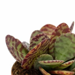 Kalanchoe Humilis Cactus Y Suculentas M8,5 cm Ø