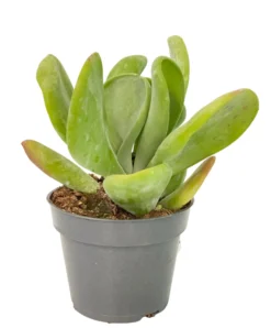Kalanchoe Oricula Planta Suculenta De Hojas Brillantes Para Interiores