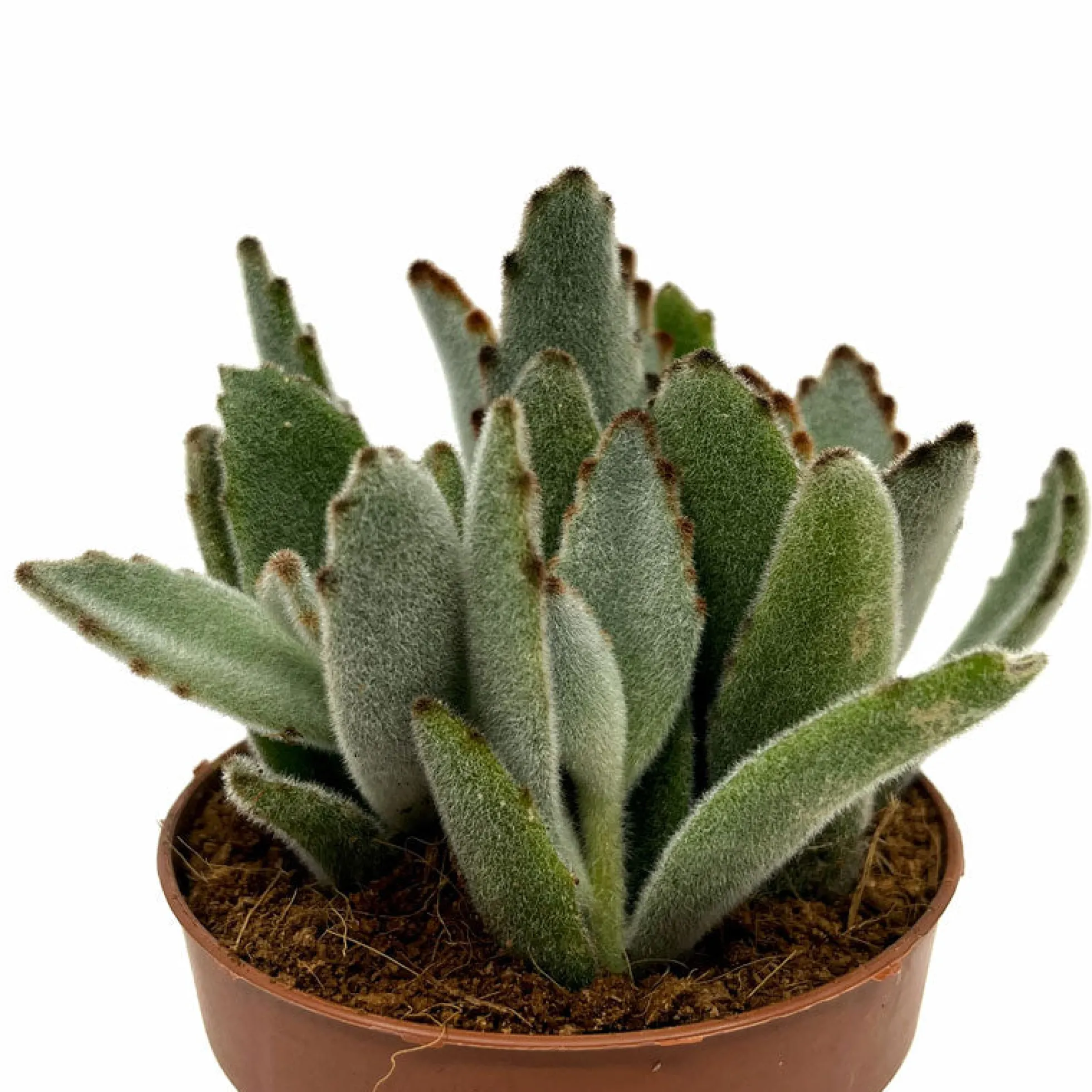 Kalanchoe Tomentosa Cactus Y Suculentas M8,5 cm Ø