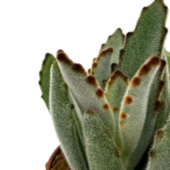 Kalanchoe Tomentosa Cactus Y Suculentas M8,5 cm Ø