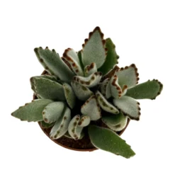 Kalanchoe Tomentosa Cactus Y Suculentas M8,5 cm Ø